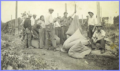 Canadian Hop Yards