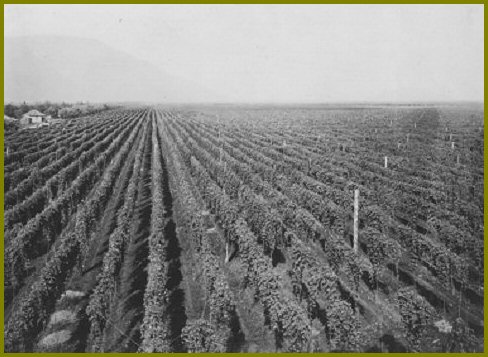 Canadian Hop Yards, Sumas Prairie