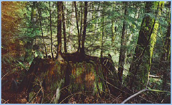 Old Growth Coniferous Stump
