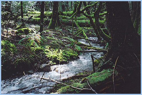 Mountain Stream
