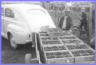 Grandfather Peter Wiensz Shipping StrawBerries